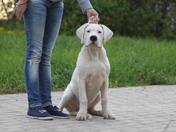 Отвезти щенка дога дешево из Ставрополя в Алушту
