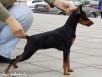 Доставка собаки  дешево из Ставрополя в Алушту