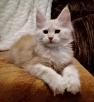 Доставить котенка В переноске дешево из Коврова в Саратов