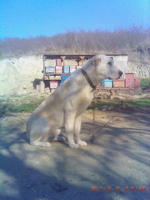 Перевозка собаки  из Анапы в Краснодарский Край