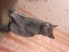 Транспортировать кошку из Братска в Усть-Кута