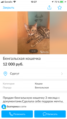 Услуги по перевозке котенка из Сургута в Новый Уренгой