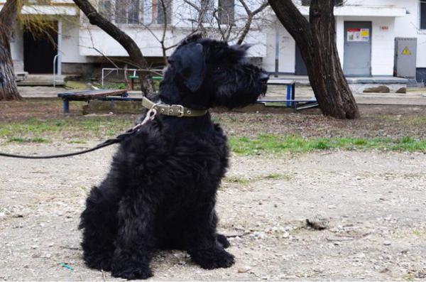 Сколько стоит перевезти собаку  недорого из Феодосии в Серпухов