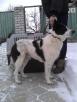 Транспортировать собаку  В переноске №6 недорого из Россия, Волгограда в Казахстан, Алма-Ату