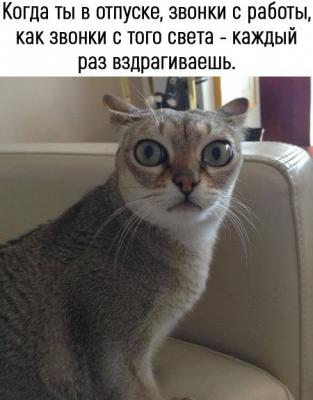 Отвезти кота недорого из Москвы в Ростов-на-Дону