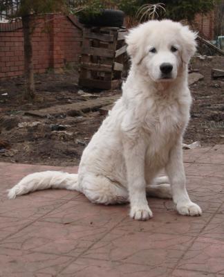 Перевезти собаку  - щенка 5 месяцев 20 кг, беза Клетки недорого из Ульяновска в Калининград