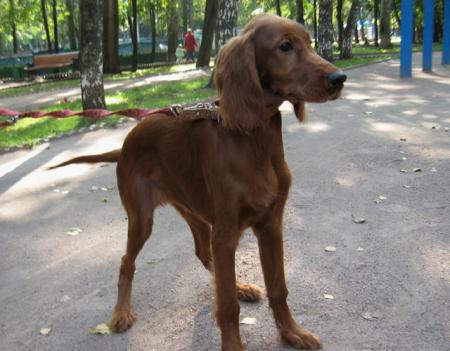 Сколько стоит доставить собаку  недорого из Уфы в Москву