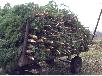 Сколько стоит перевозка елок(сосен) из Саратова в Губкина