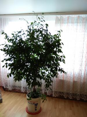 Заказ отдельного автомобиля для отправки личныx вещей : Комнатное растение из Островец в Краснодар