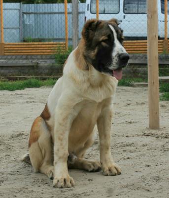 Доставка щенка недорого из Тюмени в Петрозаводск