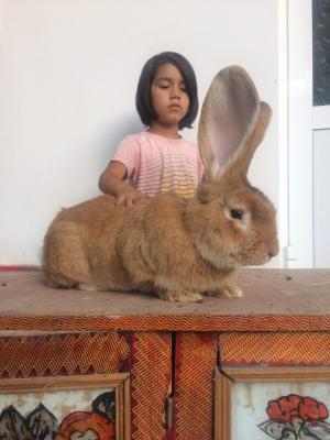 Транспортировать кролика недорого из Россия, Самары в Узбекистан, Ташкент