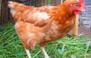Сколько стоит перевозка курицы недорого из Астрахани в Самару