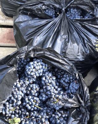 Грузоперевозки на газели винограда В полиэтиленовых пакетах стоимость догрузом из Рассвета в Минеральные Воды