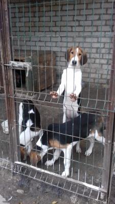 Сколько стоит отвезти щенка недорого из Михайловска в Белгород