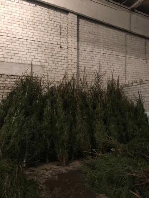 Стоимость перевезти на газели елки новогодние из Большой Соснова в Невинномысска