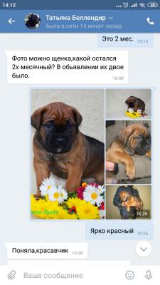 Сколько стоит перевезти щенка недорого из Севастополя в Санкт-Петербург