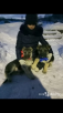 Отвезти собаку  дешево из Новокузнецка в Улан-Удэ
