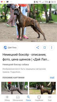 Отвезти собаку  В клетке из Калининграда в Москву