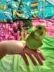 Доставка волнистого попугая недорого из Челябинска в Мурманск
