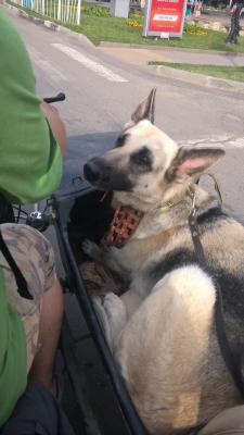 Доставка собаки  недорого из Армавира в Калининград