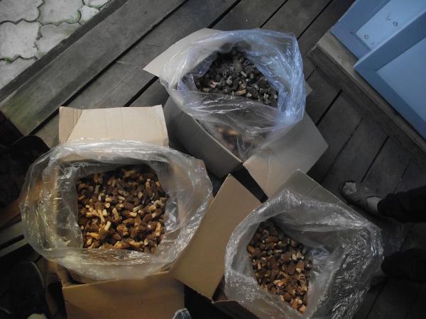 Доставка замороженных грибов из Тюмени в Пыть-Ях
