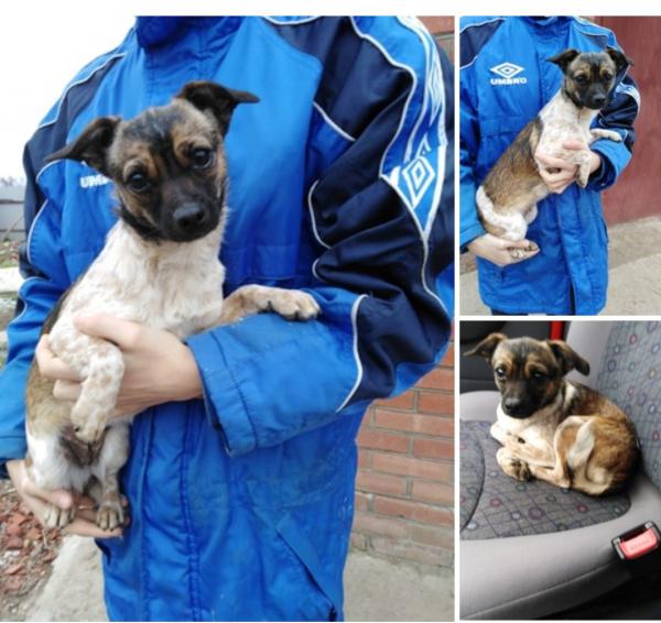 Отвезти маленькую собачку недорого из Тимашевска в Москву
