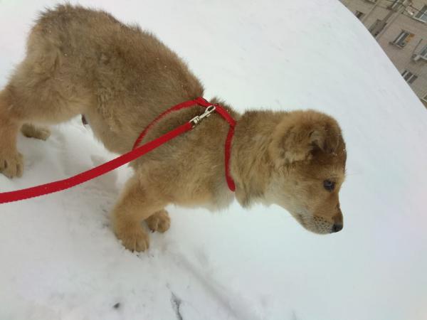 Перевезти маленькую собачку недорого из Волгограда в Пушкин
