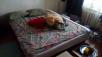 Заказать отдельную машину для доставки мебели : Двуспальная кровать из Москвы в Балашиху
