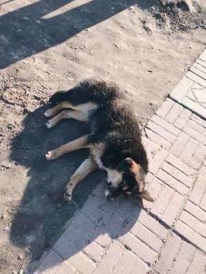 Услуги по доставке собаки  из Москвы в Краснодар