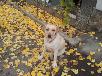 Транспортировка собаки  лабрадора ретривера суки 5 лет дешево из Армения, Ереван в США, Глендейл
