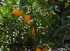 Отправить Мандарин ,апельсин, лимон(элитные сорта) из Иркутска в Пермь