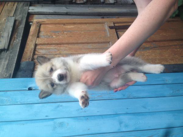 Транспортировка щенка недорого из Красноярска в Улан-Удэ