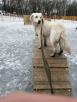 Перевозка Собаки из Новосибирска в Краснодар
