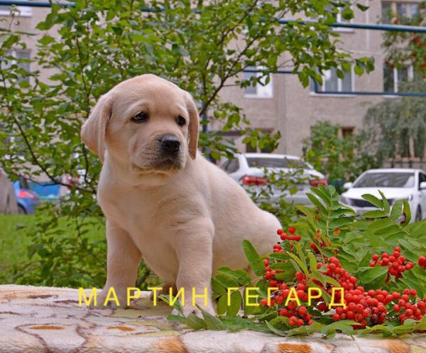Доставить собаку  автотранспортом из Чебоксар в Киров