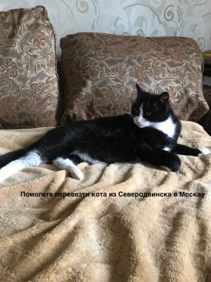 Транспортировать кота В переноске из Архангельска в Москву