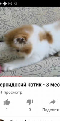 Перевезти котенка В переноске недорого из Новосибирска в Южно-Сахалинск