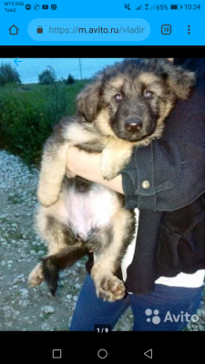 Отвезти щенка дешево из Курска в Коврова