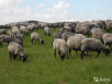 Перевозка овцы дешево из  в Odzun