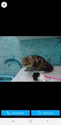Доставка кота недорого из Владимира в Ставрополь