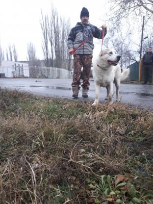 Сколько стоит доставка собаки  недорого из  в Ульяновск