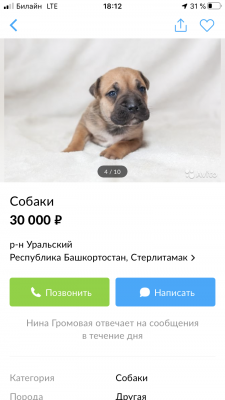 Перевозка щенка недорого из Стерлитамака в Москву
