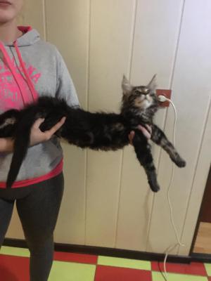 Сколько стоит транспортировать кошку недорого из Краснодара в Сыктывкар