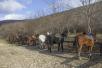 Транспортировка лошади недорого из Тенгинки в Молькино
