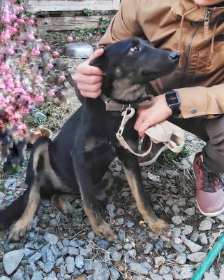Перевезти собаку  из Хабаровска в Комсомольск-на-Амуре