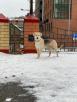 Транспортировка собаки  автотранспортом из Тюмени в Нижневартовск