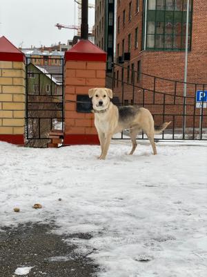 Транспортировка собаки  автотранспортом из Тюмени в Нижневартовск