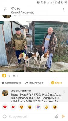 Сколько стоит доставить собак, собак недорого по Балашову