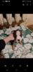 Перевозка щенка из Туапсе в Уфу