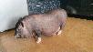 Доставка свиньи живой! порода мини пиг из Щелково в Мурманск