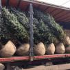 Доставить автотранспортом растения для Сада из Лесного в Лиманский р-наш